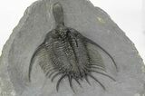Spiny Psychopyge Trilobite - Top Quality Specimen #250018-4